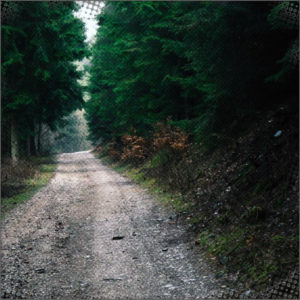 Road in the forest, Chance is riding