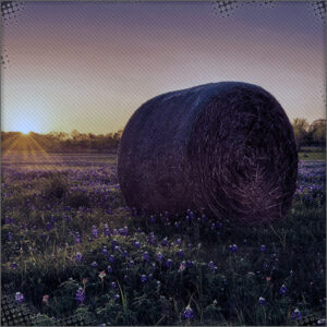 Bale of Hay at Wheatshire